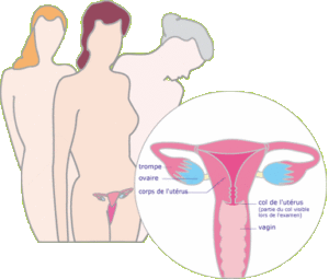 Le col de l'utérus